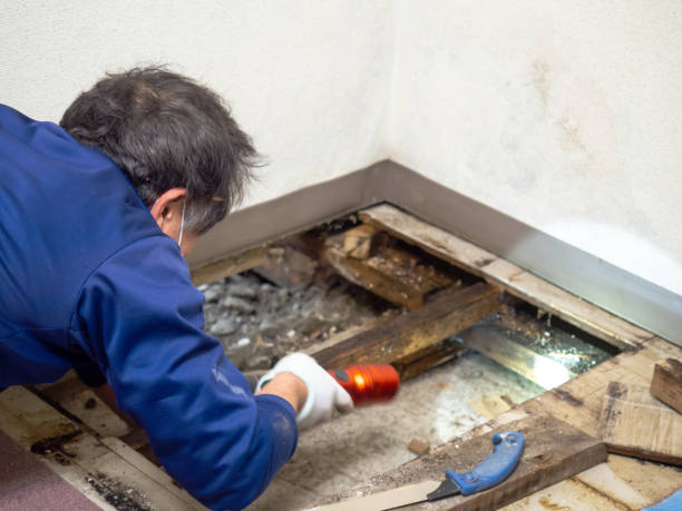 Best Residential Mold Removal  in Port Orange, FL