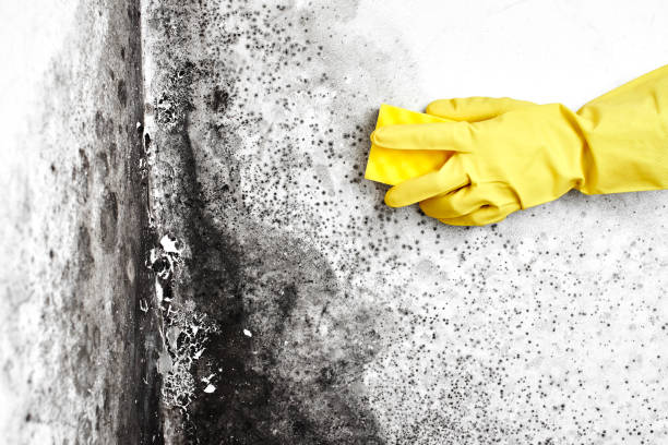 Trusted Port Orange, FL Mold Removal Experts