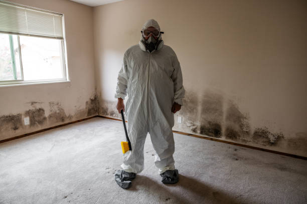 Best Black Mold Removal  in Port Orange, FL